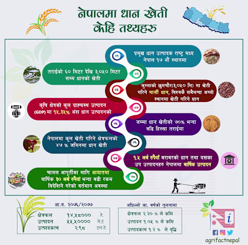 Infographic Flyers Design