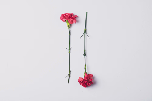 Crafting Daily Expressions of Deep Affection Blog