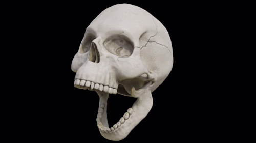 3D Skull Model