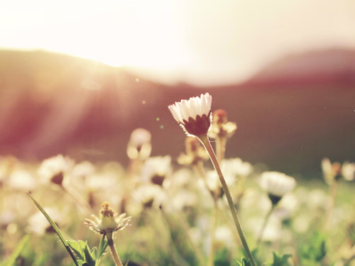 Short-Form Blog Post #2 | a.c.e Nature