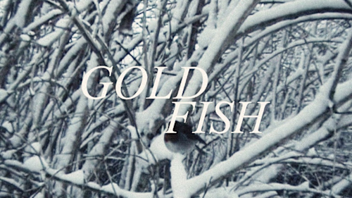 Goldfish - Jane Remover (Music Video)