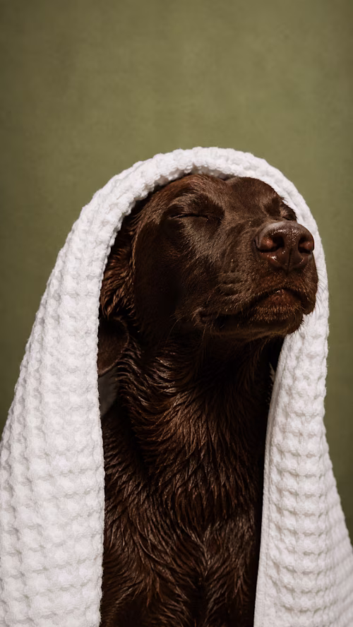 Pet skincare brand