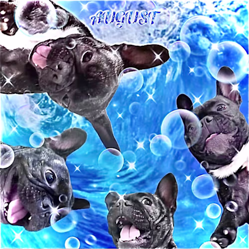 Pet Calendar’s ;P (graphic design)