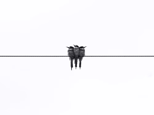 Social Media Animations