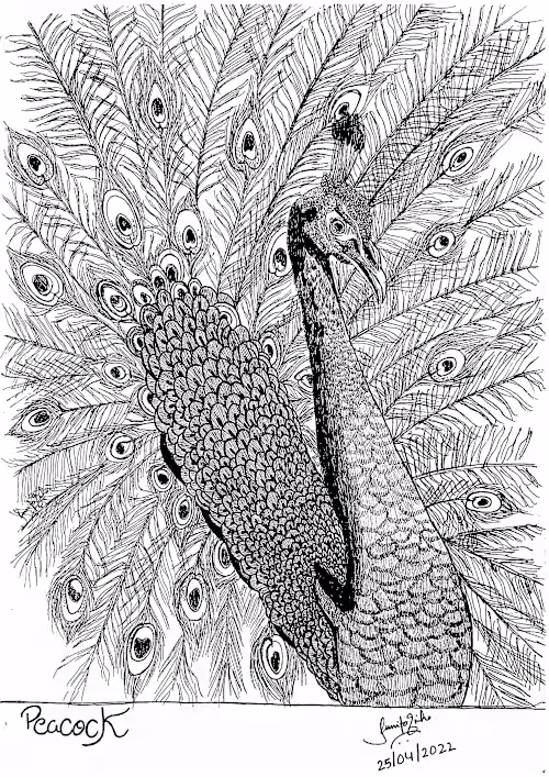 Animal and Plant Sketch in Pen