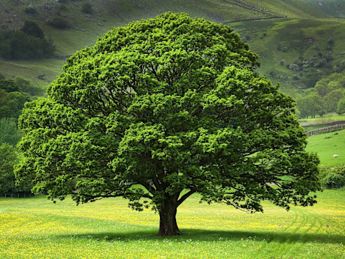Oak Love
