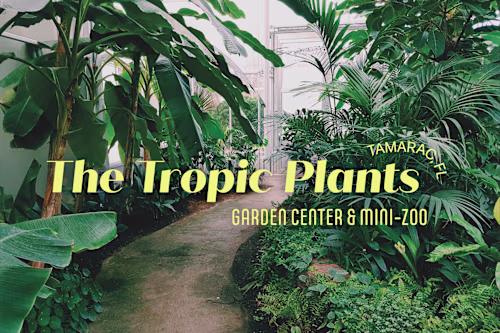 The Tropic Plants