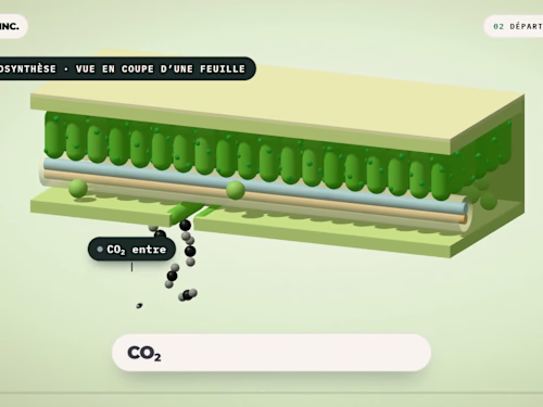 Nature Inc., a 3D isometric