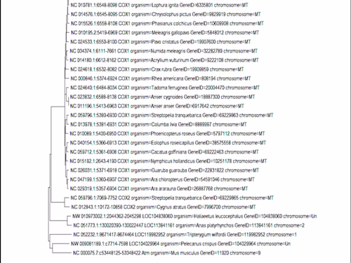 Molecular analysis through Phylogenetic tree construction
using 