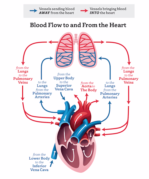Infographic of Blood flow to