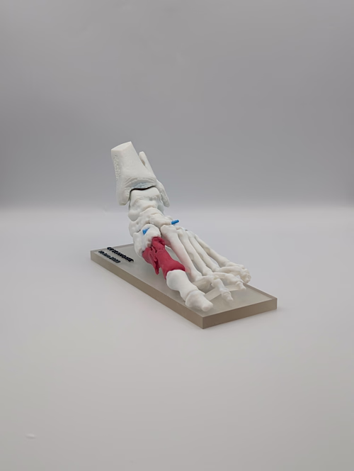 Medical tradeshow models
