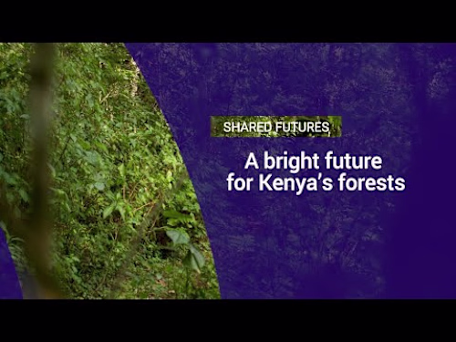 A bright future for Kenya's forests - YouTube