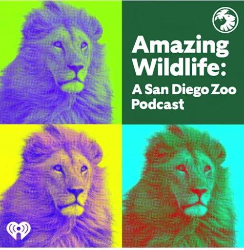 Amazing Wildlife: A San Diego Zoo Podcast (Case Study) 