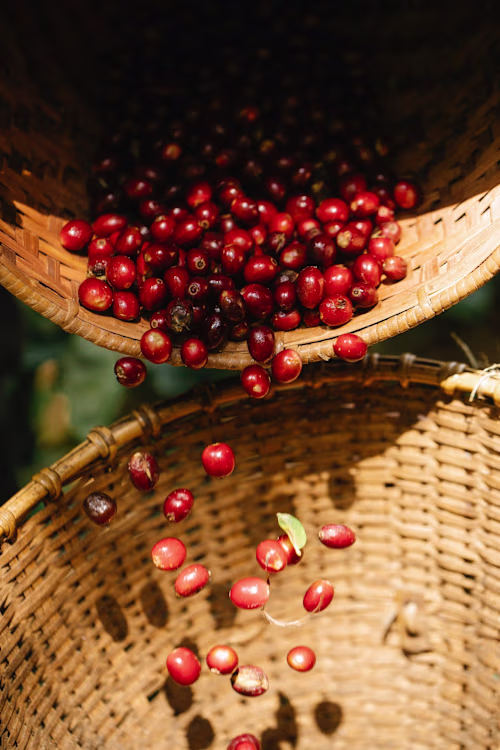 How Coffee Beans Are Produced and Where - Santa Sofia