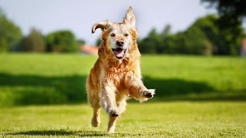 Did You Know That Cuddling Your Pet Is Beneficial To Your Healt…