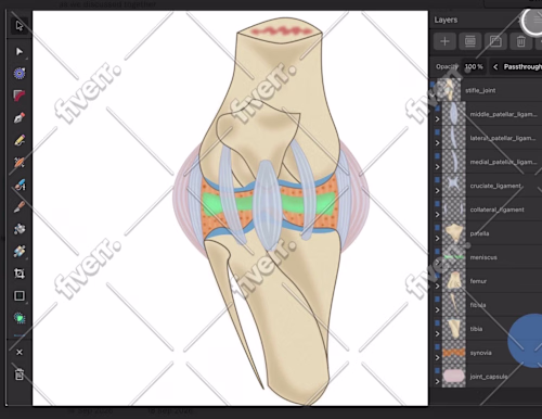 Equine Stifle Joint Anatomy: Detailed
