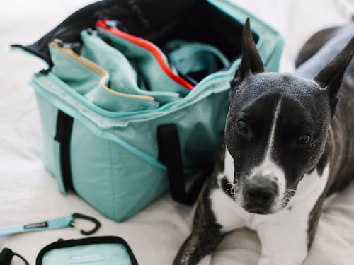 Digital Marketing for a Top Pet Accessory Brand