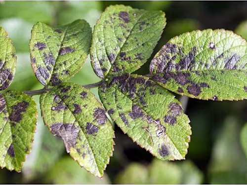 App based solution to identify and solve disease in plants