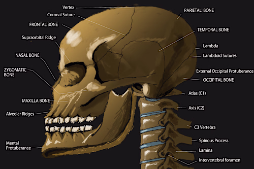 Creating Anatomy Illustrations & Images
