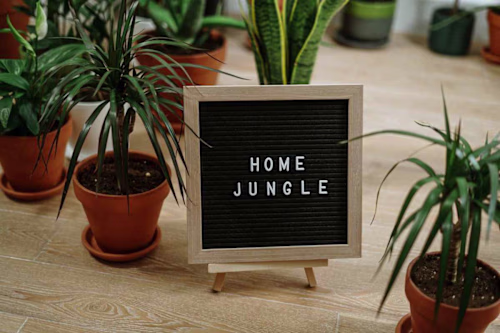 The Art of Indoor Plant Care: Greening Up Your Home