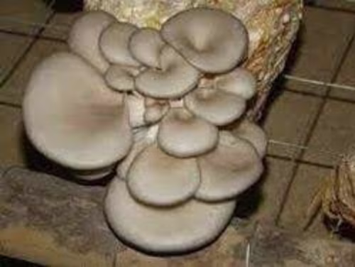 Evaluation of Toxicity Profile of Aqueous Extract of Pleurotus …