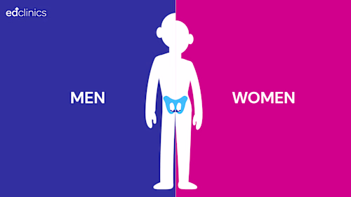 Explainer Style Animation for Ed Clinics-Pelvic Floor Muscles