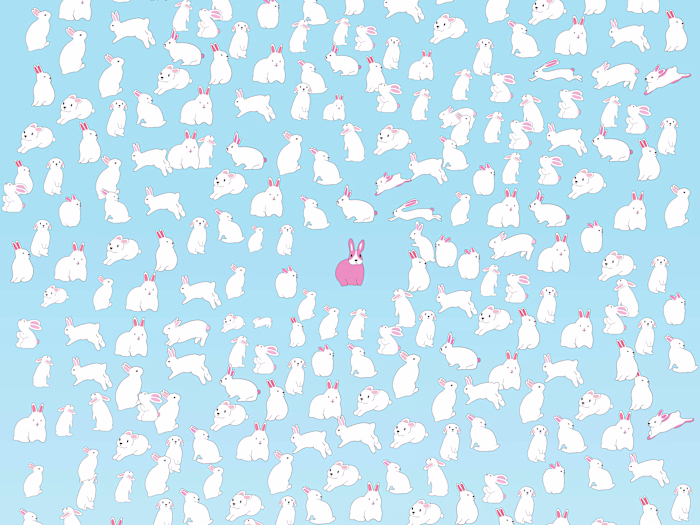 Rabbit 