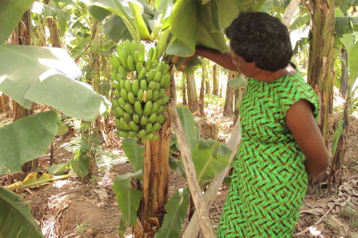 Climate change resilience
