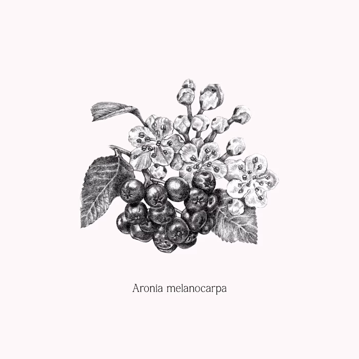 A collection of botanical illustrations