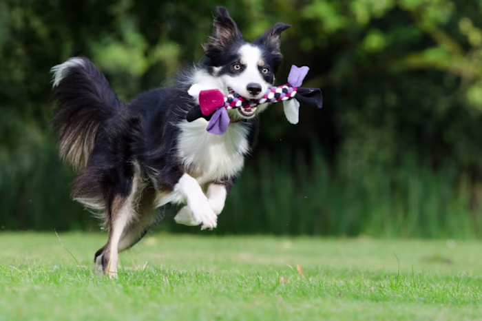 Wagging Tails Pet Resort