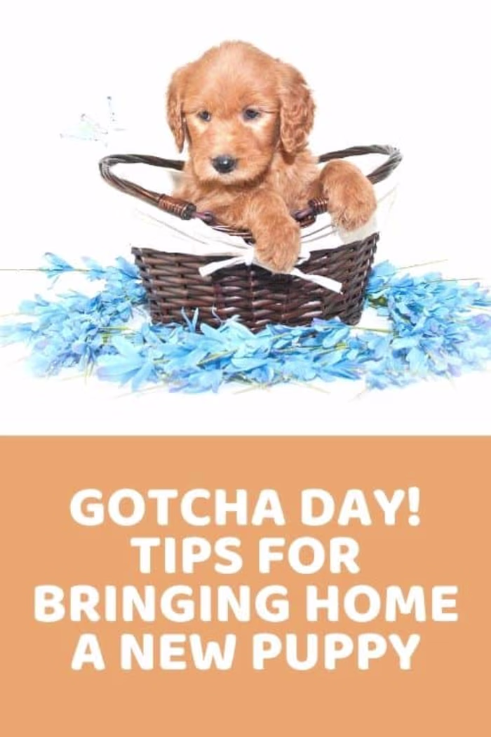 Gotcha Day: Tips For Bringing Home A New Puppy - Doodle Doods