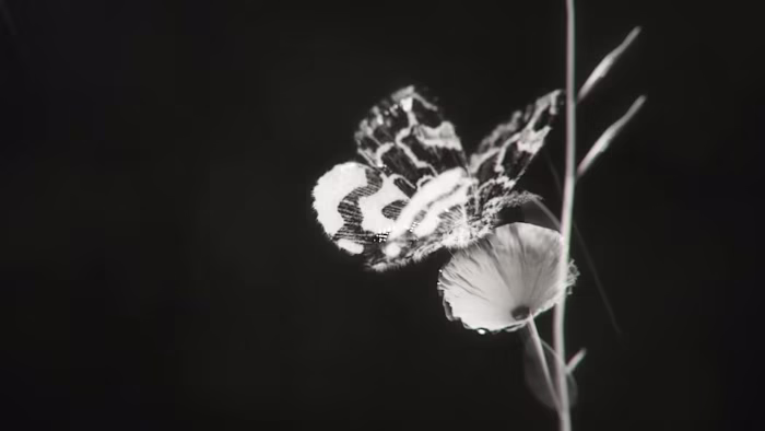 Moth