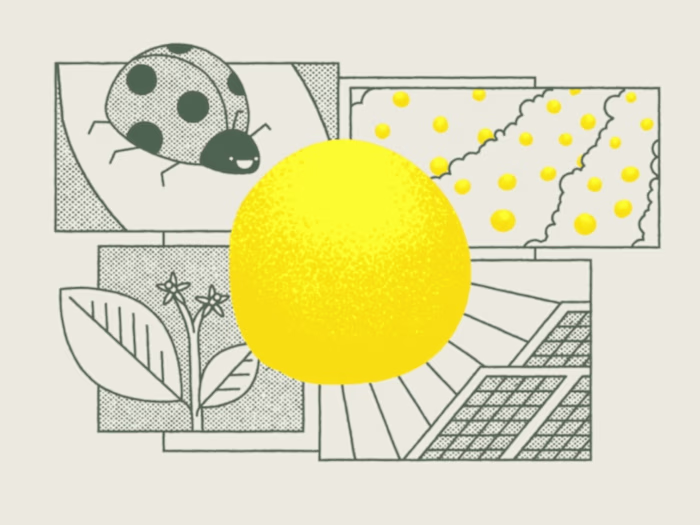 Limonar de Santomera - Explainer Video