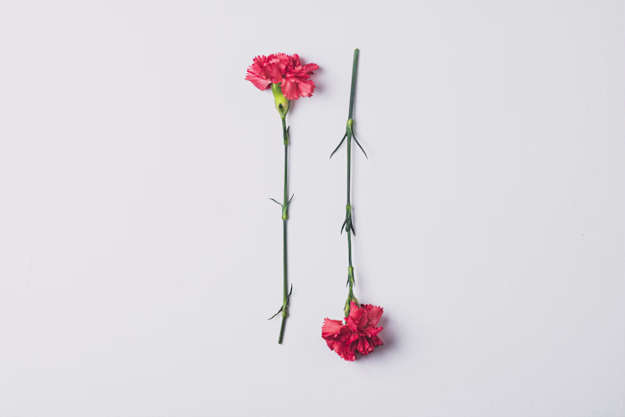 Crafting Daily Expressions of Deep Affection Blog