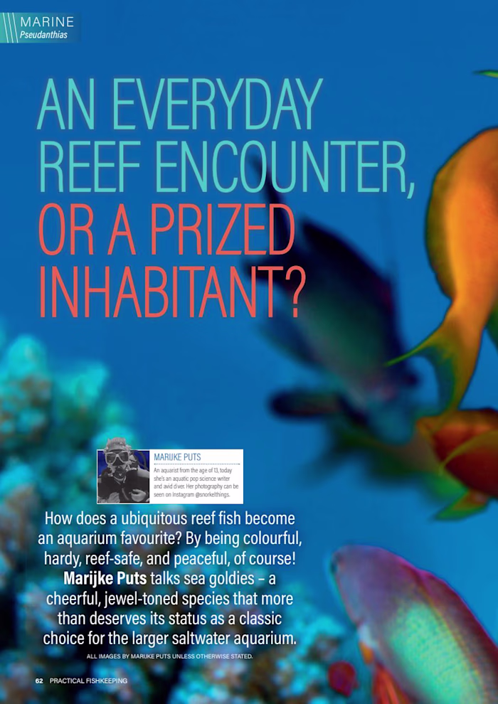 Regular Contributor at Practical Fishkeeping