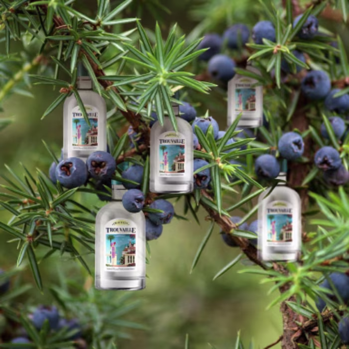 Social Media Marketing for 
Trouvaille Gin
