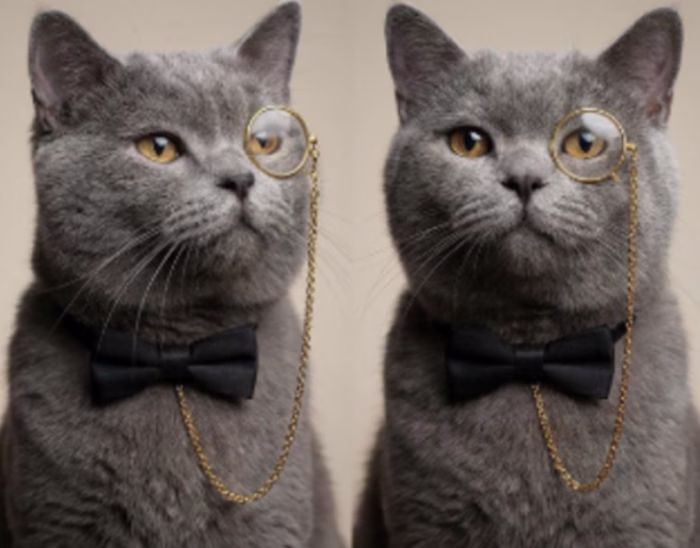 Visual Prototyping: 5 Star Pets Brand Roster