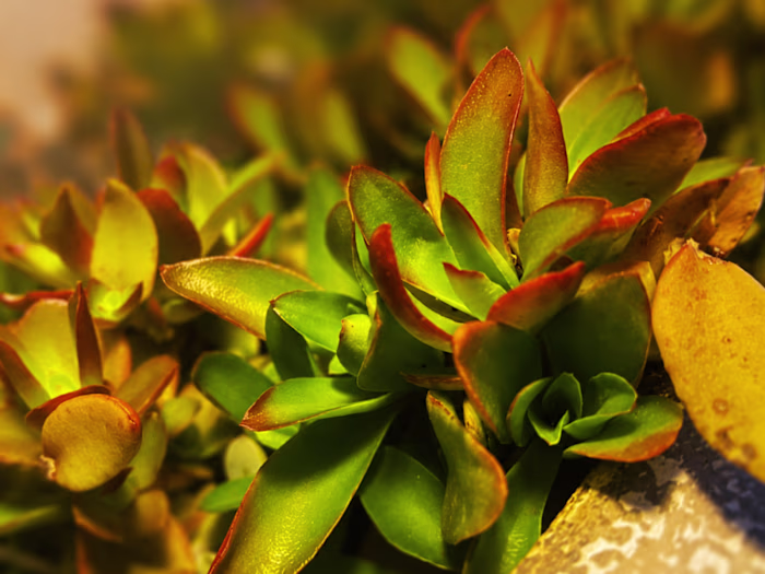 Warmer - Plants
