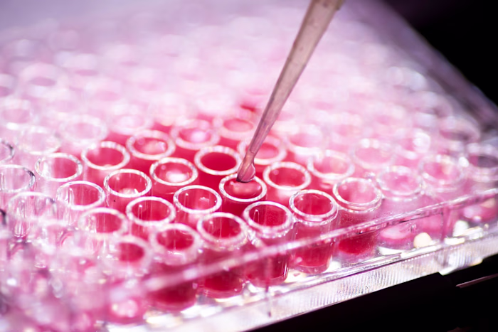 Bioethics in the Age of Organoids and Synthetic Embryos