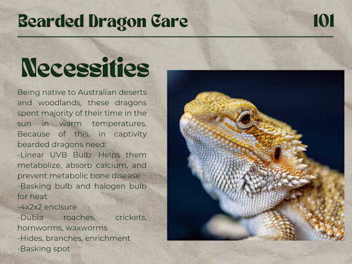 Bearded Dragon Blog Post