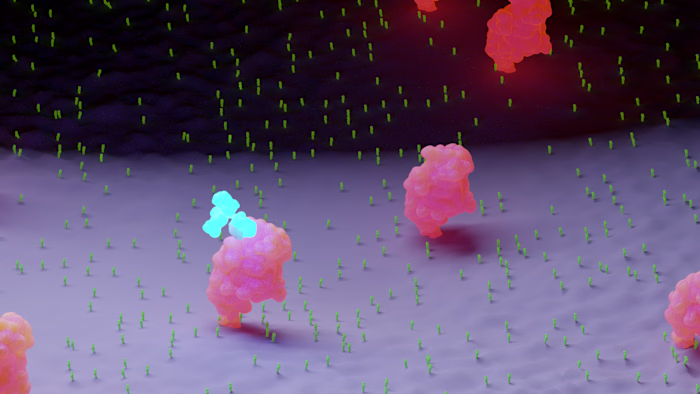 UDP-Galactose Transfer: 3D Molecular Animation