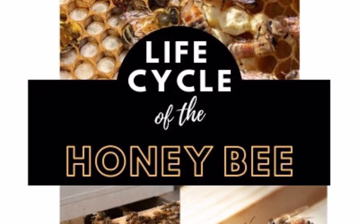Beekeeping Blogs