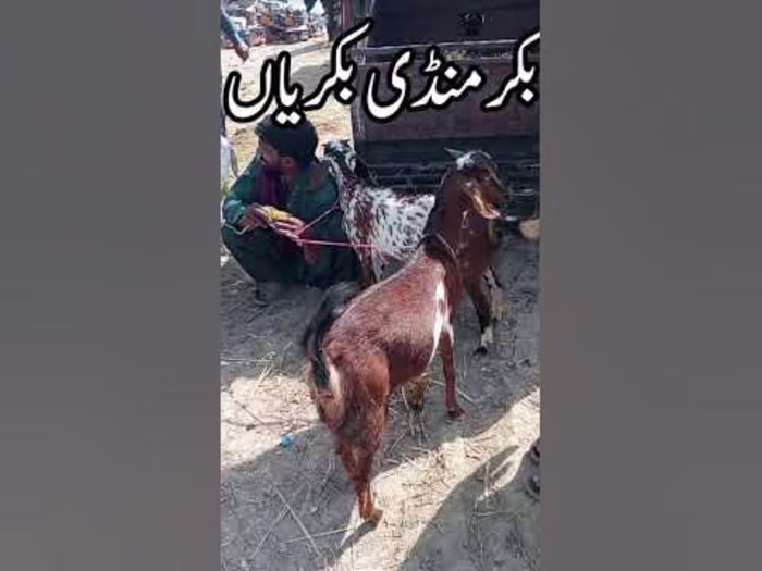 Goat Bakriyan 2026
