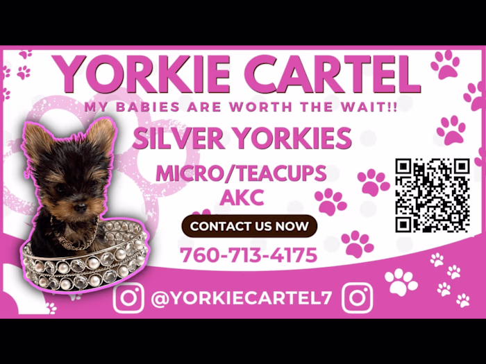 YORKIE CARTEL BUSINESS CARDS