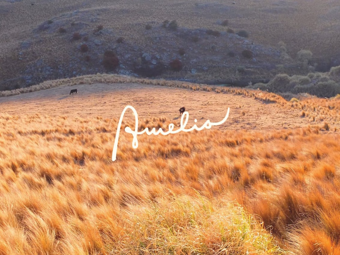 Branding - Amelia 