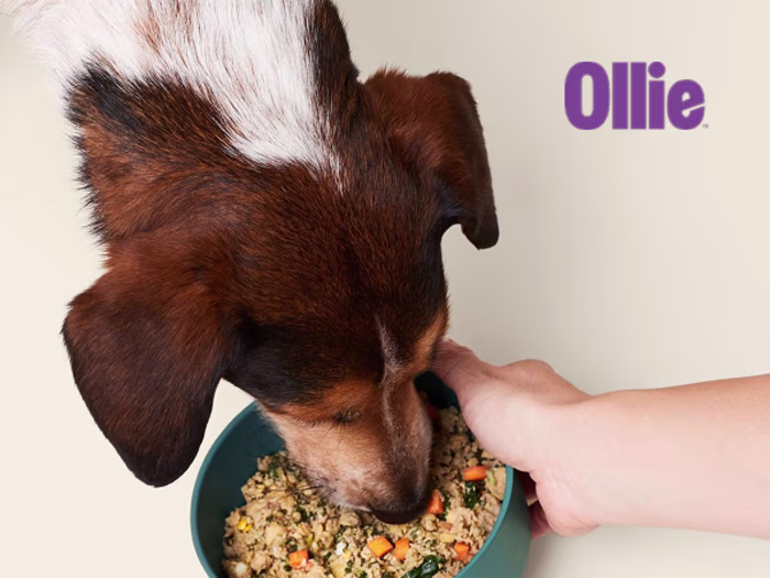 Email Marketing Design (Ollie - DTC dog food brand)