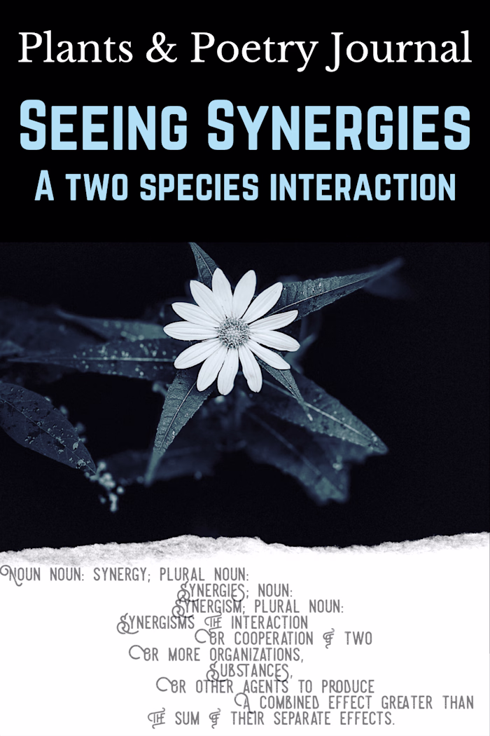 Seeing Synergies, A Two Species Interaction