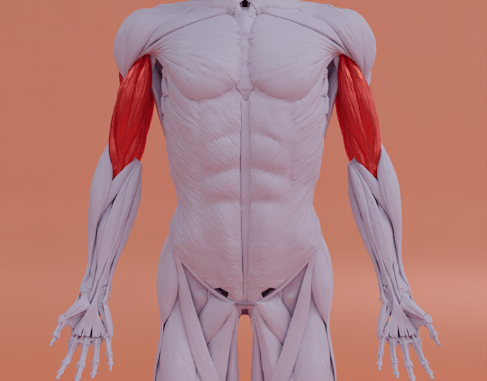 Muscular Anatomy system 3D Model on Behance
