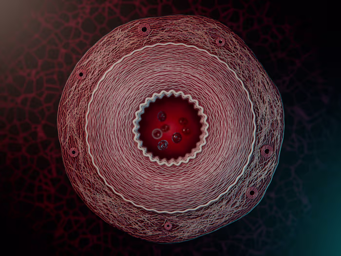 Arterial Cross-Section: Pulse Study in Blender
