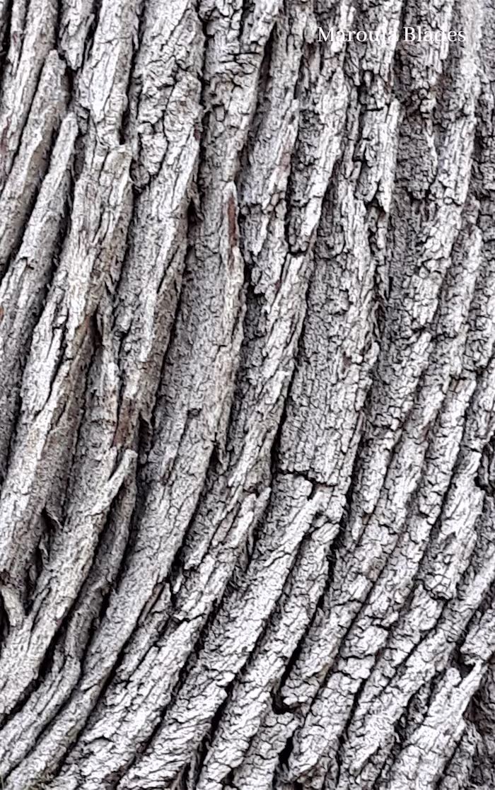 FIFTH ISSUE: OCTOBER — plants & poetry